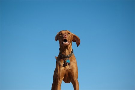 simsearch:400-04232814,k - A Hungarian Vizsla (Magyar Vizsla) dog stands against a deep blue sky. Foto de stock - Royalty-Free Super Valor e Assinatura, Número: 400-04742652