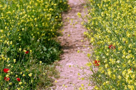 simsearch:400-07039820,k - Path through a field of blooming flowers. Spring background. Stock Photo - Budget Royalty-Free & Subscription, Code: 400-04742822