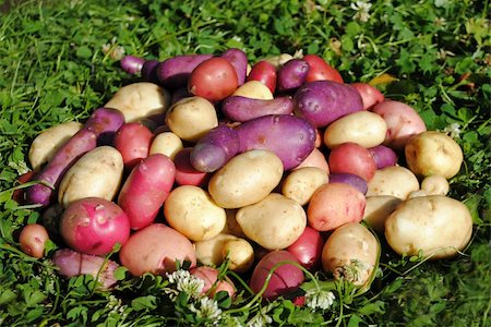 Multicolored fresh potatoes on the green grass Foto de stock - Super Valor sin royalties y Suscripción, Código: 400-04742896