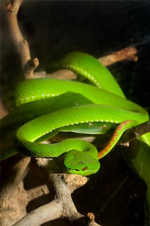 snake on black background - green snake Foto de stock - Super Valor sin royalties y Suscripción, Código: 400-04742964