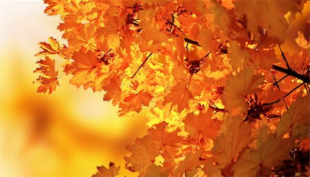 shantishanti (artist) - autumn maple park Fotografie stock - Microstock e Abbonamento, Codice: 400-04742965