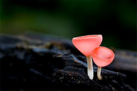 simsearch:400-07217319,k - colorful of champagne mushrooms Stock Photo - Budget Royalty-Free & Subscription, Code: 400-04742962