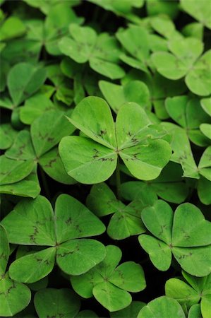 emerald spring - small leaves as very nice green natural background Photographie de stock - Aubaine LD & Abonnement, Code: 400-04743118