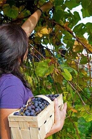 A young girl grape picking Stockbilder - Microstock & Abonnement, Bildnummer: 400-04743481