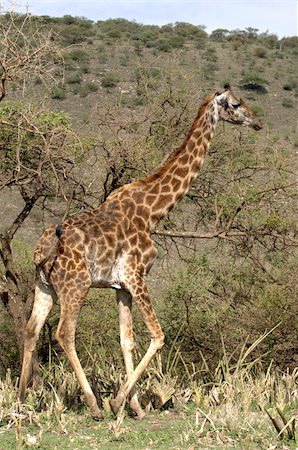 simsearch:400-08628372,k - Giraffe walk in trees of acacias. The giraffe is grazed at mountain in trees of prickly acacias. Foto de stock - Super Valor sin royalties y Suscripción, Código: 400-04743684