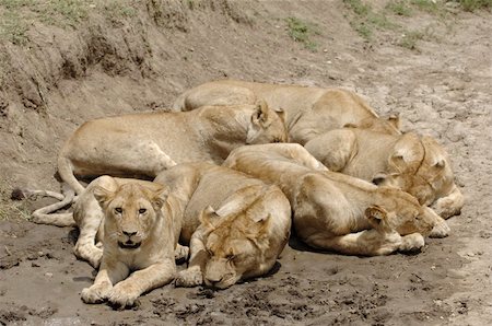 simsearch:400-04276028,k - Six lions. In hot day six lions have a rest in a hollow. Stockbilder - Microstock & Abonnement, Bildnummer: 400-04743685