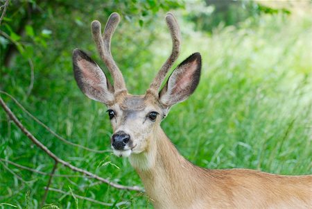 Mule Deer in Park Stock Photo - Budget Royalty-Free & Subscription, Code: 400-04743710