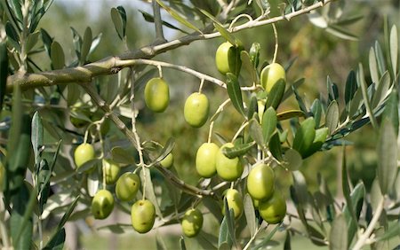 Close up portrait of an olive branch. we are in tuscany, and soon the olives are ripe and ready for harvesting in november. Stock Photo - Budget Royalty-Free & Subscription, Code: 400-04743918