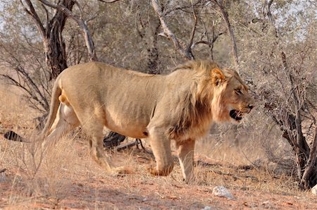 Male Lion in the Kgalagadi Transfrontier Park, Kalahari Desert, South Africa. Fotografie stock - Microstock e Abbonamento, Codice: 400-04754002