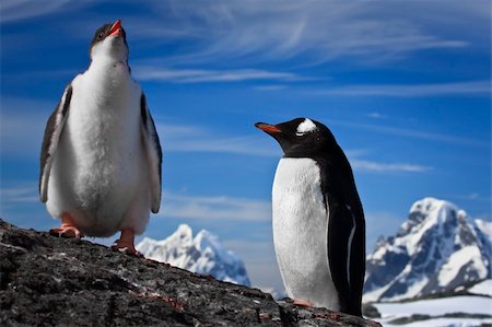 simsearch:400-07680375,k - two penguins resting on the stony coast of Antarctica Stock Photo - Budget Royalty-Free & Subscription, Code: 400-04754166