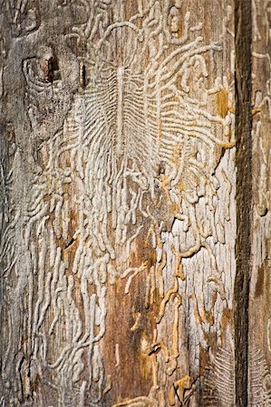 scars - Drawing of a bark of a tree Stock Photo - Budget Royalty-Free & Subscription, Code: 400-04754169