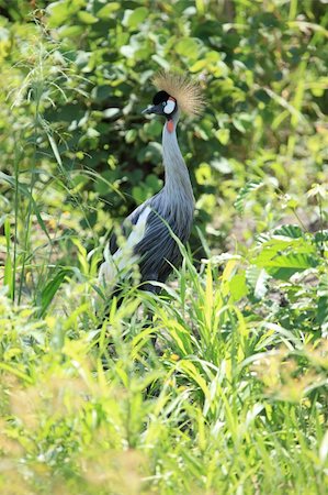 simsearch:400-04563378,k - Crested / Crowned Crane - The National Bird of Uganda Stockbilder - Microstock & Abonnement, Bildnummer: 400-04754281