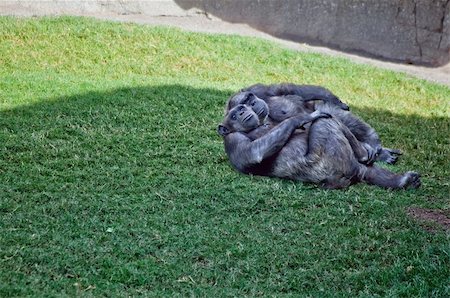 the couple of chimpanzee,  lying on the grass Stock Photo - Budget Royalty-Free & Subscription, Code: 400-04754335
