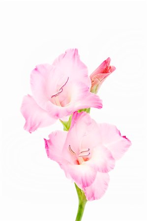 Gladiolus isolated on a white. Pink Foto de stock - Royalty-Free Super Valor e Assinatura, Número: 400-04754407