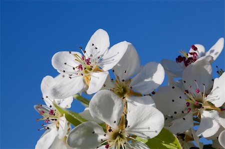 delphinium - Blossoming a spring cherry Fotografie stock - Microstock e Abbonamento, Codice: 400-04754425