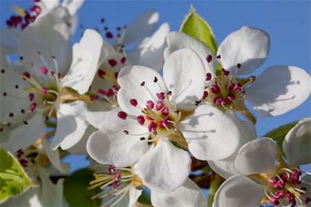 delphinium - Blossoming a spring cherry Fotografie stock - Microstock e Abbonamento, Codice: 400-04754426