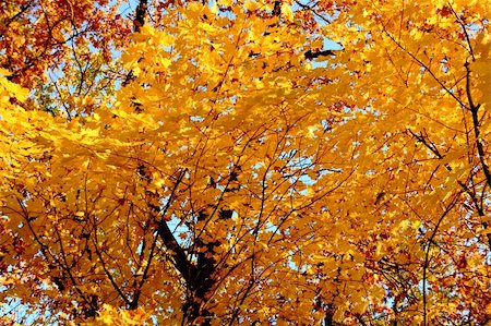 simsearch:400-06852043,k - autumn bright yellow maple leaves in sunlight background Fotografie stock - Microstock e Abbonamento, Codice: 400-04754707