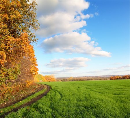 simsearch:400-05330173,k - autumn landscape with green wheat field and yellow woods Stock Photo - Budget Royalty-Free & Subscription, Code: 400-04754701
