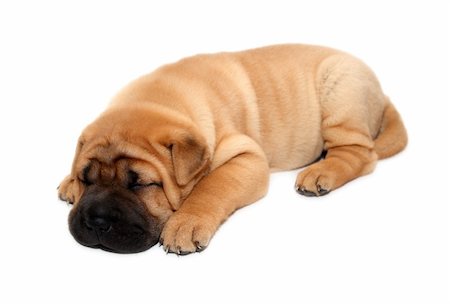 small white dog with fur - shar pei puppy dog sleeping isolated on white Stock Photo - Budget Royalty-Free & Subscription, Code: 400-04754734