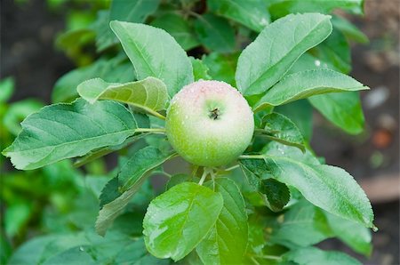 simsearch:400-07513164,k - Green apple hanging from a tree with water droplets Stockbilder - Microstock & Abonnement, Bildnummer: 400-04754790