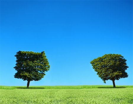 field and two trees, cloudless sky in background Stock Photo - Budget Royalty-Free & Subscription, Code: 400-04754805