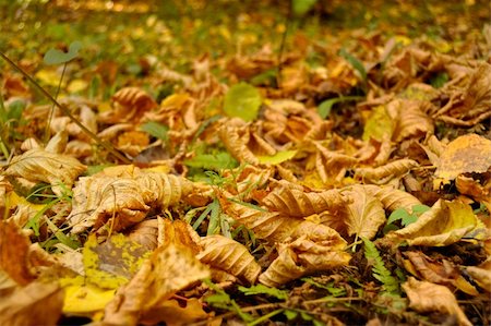 simsearch:400-05277296,k - Autumn foliage photographed in morning forest. Close-up. Stock Photo - Budget Royalty-Free & Subscription, Code: 400-04754895