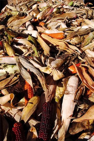 red and yellow corn just picked Stockbilder - Microstock & Abonnement, Bildnummer: 400-04754971