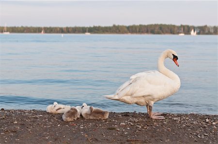 pollo de cisne - A mute swan stands and guards four cygnets on a beach on Lake Ontario. Foto de stock - Super Valor sin royalties y Suscripción, Código: 400-04755035