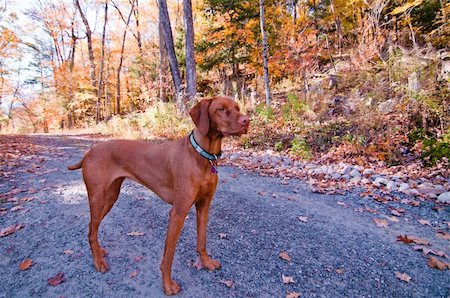 simsearch:400-04755024,k - A Vizlsa dog stands on a gravel road in autumn. Foto de stock - Royalty-Free Super Valor e Assinatura, Número: 400-04755046