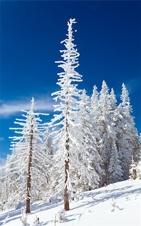 simsearch:400-04319458,k - winter snow covered fir trees on mountainside on blue sky background Stock Photo - Budget Royalty-Free & Subscription, Code: 400-04755154