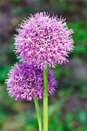 Purple allium onion blooming flower heads on a floral background Stock Photo - Budget Royalty-Free & Subscription, Code: 400-04756118