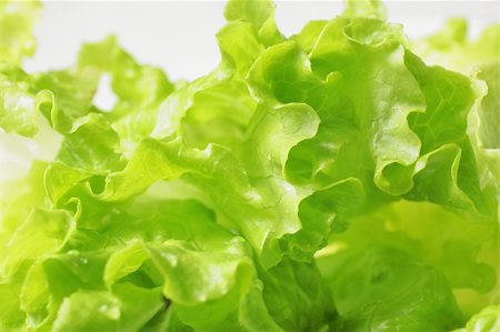 simsearch:400-04879197,k - fresh green lettuce Stock Photo - Budget Royalty-Free & Subscription, Code: 400-04756257