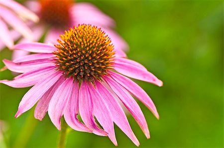 echinacea - a blooming coneflower, medicine plant of the american native Fotografie stock - Microstock e Abbonamento, Codice: 400-04756375