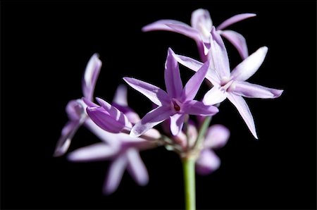 wild garlic of South-Africa Stock Photo - Budget Royalty-Free & Subscription, Code: 400-04756427