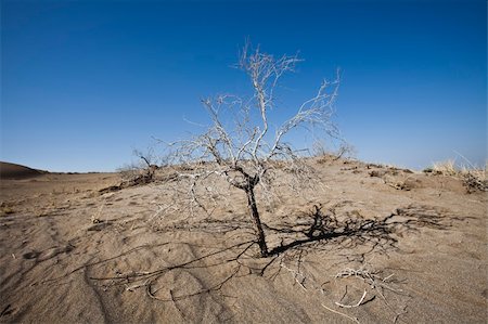 Plant in dunes Stock Photo - Budget Royalty-Free & Subscription, Code: 400-04756696