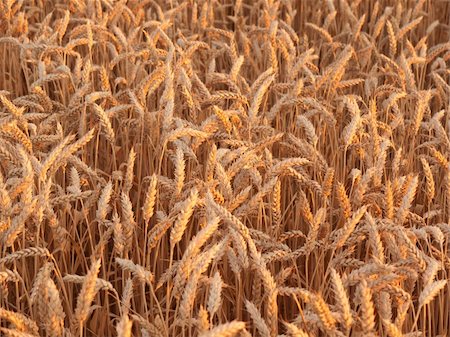 simsearch:400-04896751,k - Aged stalks of rye in the light of the sun Stock Photo - Budget Royalty-Free & Subscription, Code: 400-04757151