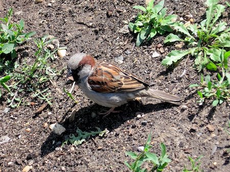 simsearch:400-04785685,k - Little sparrow stays on the ground, sunny shot Stock Photo - Budget Royalty-Free & Subscription, Code: 400-04757169