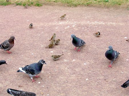 simsearch:400-04785685,k - The urban birds are sparrows and pigeons Stock Photo - Budget Royalty-Free & Subscription, Code: 400-04757171