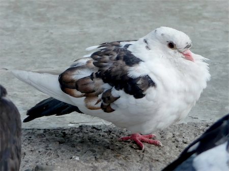 simsearch:400-03987330,k - Very beautiful white urban pigeon with motley wings Stockbilder - Microstock & Abonnement, Bildnummer: 400-04757172