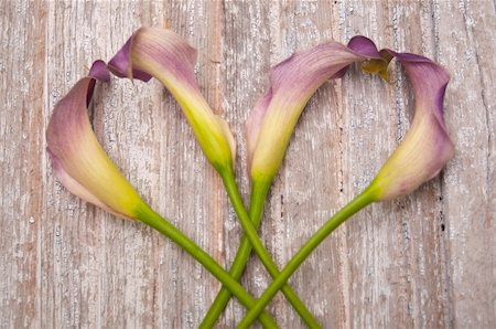 Purple Calla Lily on a Rustic Old Piece of Wood. Photographie de stock - Aubaine LD & Abonnement, Code: 400-04757492