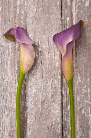 Purple Calla Lily on a Rustic Old Piece of Wood. Photographie de stock - Aubaine LD & Abonnement, Code: 400-04757493
