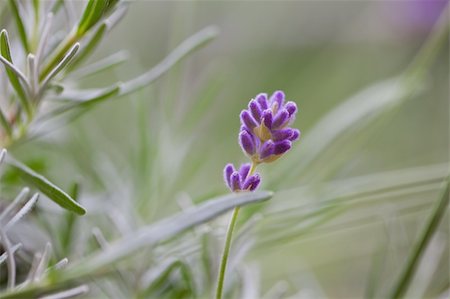 Single purple french lavender Stockbilder - Microstock & Abonnement, Bildnummer: 400-04757726
