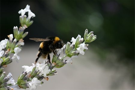Bumblebee standing on tiptoe to get the nectar from white lavender Stockbilder - Microstock & Abonnement, Bildnummer: 400-04757727