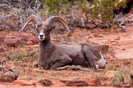 simsearch:400-04262308,k - Desert Big Horn Ram Sheep in Zion National Park Stock Photo - Budget Royalty-Free & Subscription, Code: 400-04757914