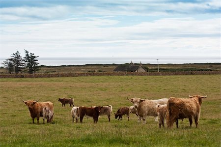 simsearch:400-07043437,k - Group of Angus cows with calfs in Scotland Fotografie stock - Microstock e Abbonamento, Codice: 400-04758045