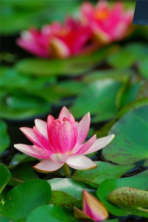 simsearch:400-05210967,k - Water lily closeup in water with lovely color and green leaves Foto de stock - Royalty-Free Super Valor e Assinatura, Número: 400-04758246