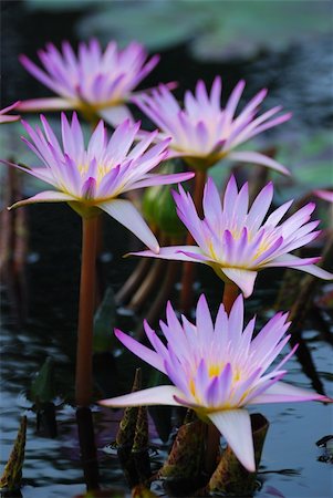 simsearch:400-05210967,k - Water Lily in water with lovely pink color. Foto de stock - Royalty-Free Super Valor e Assinatura, Número: 400-04758247
