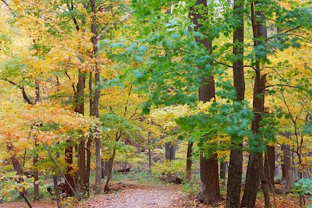simsearch:400-04289235,k - Autumn forest with yellow maple trees and colorful foliage in hiking trail. Foto de stock - Super Valor sin royalties y Suscripción, Código: 400-04758243