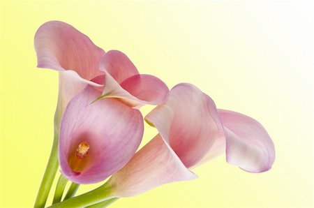 Radiant Pink Calla Lily Background on Yellow. Photographie de stock - Aubaine LD & Abonnement, Code: 400-04758785