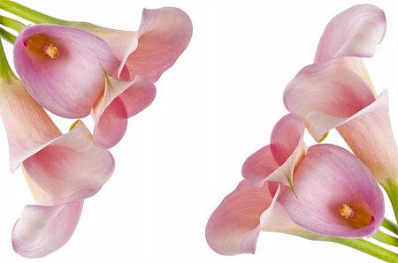 Radiant Pink Calla Lily Background Image with Two Bunches on White. Photographie de stock - Aubaine LD & Abonnement, Code: 400-04758786